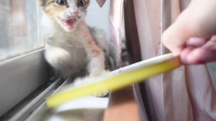 A little wild cat got trapped in my house and woke me up with its meowing