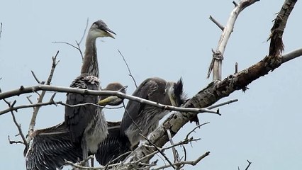 Blue Heron Nest Down on the Dolores River