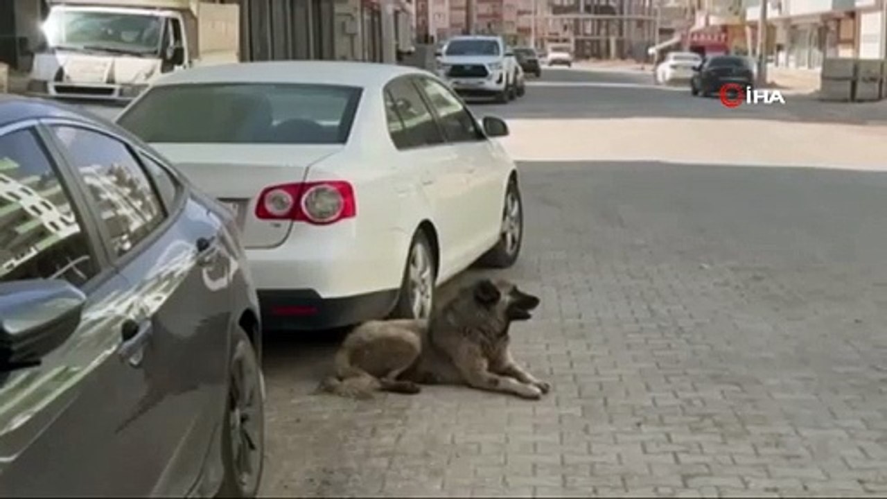 Şanlıurfa'da Bisiklet Sürerken Köpek Saldırısına Uğrayan Çocuk Yaralandı