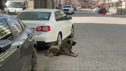 Un enfant a été blessé après avoir été attaqué par un chien alors qu'il faisait du vélo à Şanlıurfa