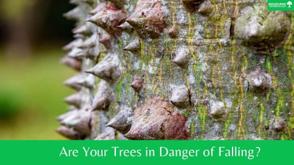 Are Your Trees in Danger of Falling