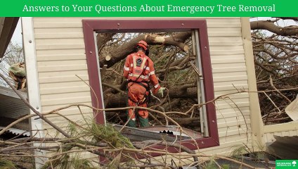 Answers to Your Questions About Emergency Tree Removal