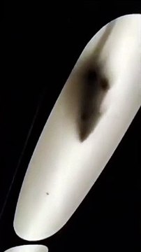 Enorme ratto semina il panico tra i passeggeri del treno