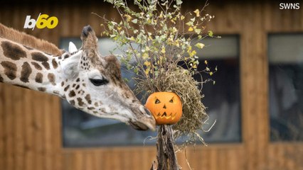 These Animals Are Loving Their Treat Stuffed Pumpkins