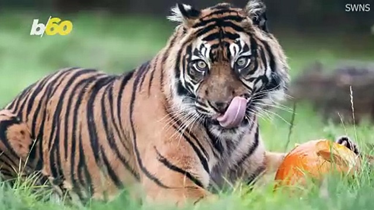 These Animals Are Loving Their Treat Stuffed Pumpkins