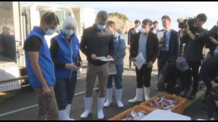 A Fukushima gli scienziati dell'Aiea esaminano i livelli di Trizio nel pesce