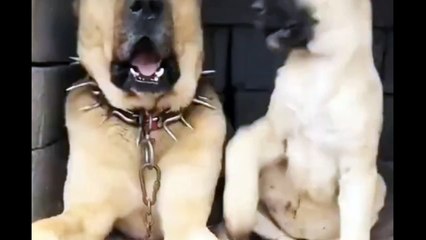 The love of a mother animal for her child