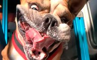 Zeitlupen-Video zeigt, was mit dem Gesicht eines Bulldogs auf einem Laufband passiert.