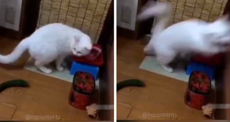 Videosammlung zeigt, wie sehr Katzen vor Gurken Angst haben.