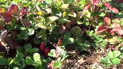 Malatya'da son hasadı yapıldı, siparişlere yetişemiyorlar: Kilosu 50 TL!