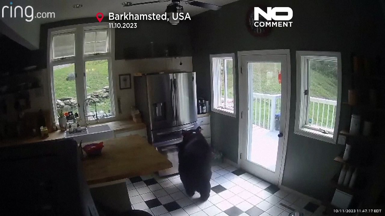 Prendi la lasagna e scappa. Ecco come un orso ha aperto un freezer e ha portato via il suo bottino