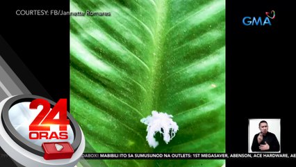 Inakalang bulak, biglang gumalaw at gumapang! | 24 Oras