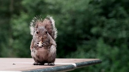 26. Enhance Your Videos with Preroll, Midroll & Postroll Ads 🎥 + Free Stock Footage