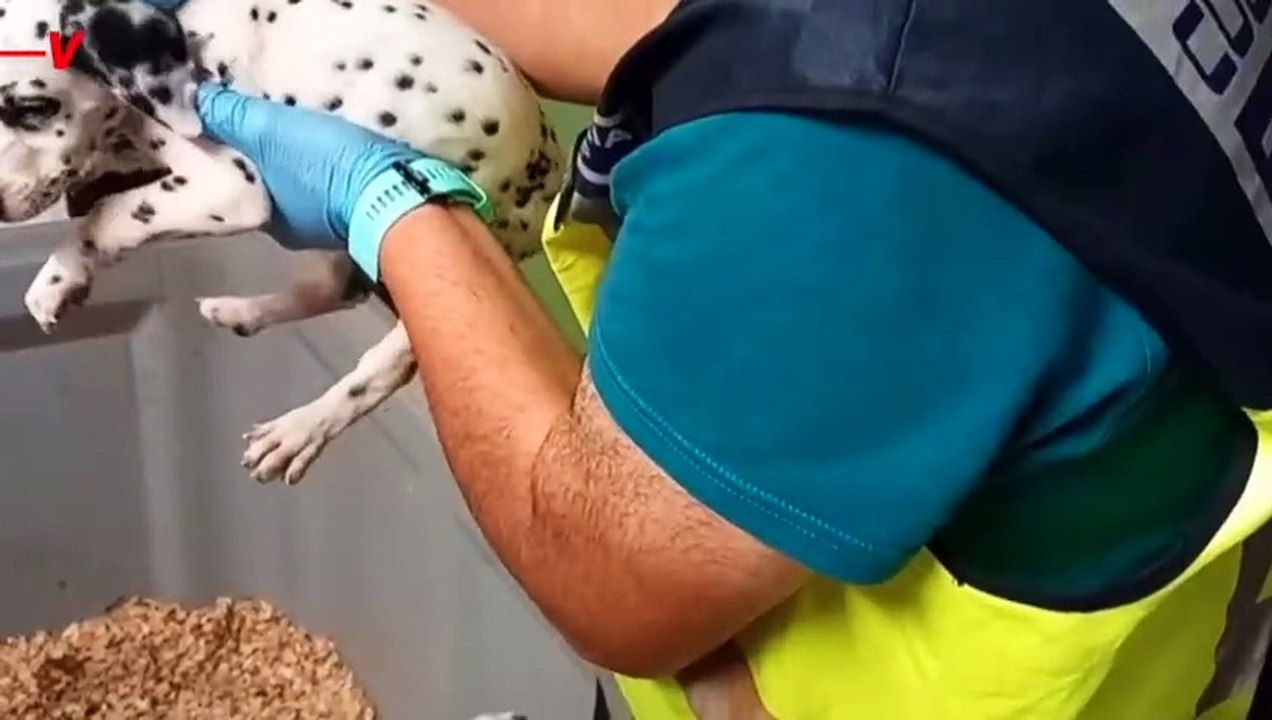 Numerous Police Forces Save Over 400 Pets From Animal Traffic Ring