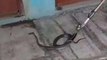 कुंभलगढ़: मकान में आया कोबरा सांप, घरवालों की आफत में आई जान