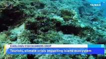 Xiaoliuqiu's Fish and Coral Reefs in Decline, Greenpeace Warns