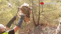 La policía local de Málaga rescata un búho real atrapado en una alambrada