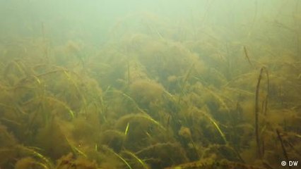 Denmark: The Baltic Sea is running out of oxygen