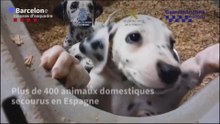 Maltraitance animale : 400 animaux secourus dans un coup de filet contre des trafiquants en Espagne