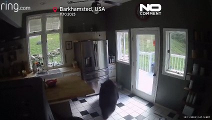 خرسی که هوس لازانیای یخ‌زده کرده بود