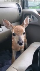 Fawn Bleats After Being Rescued Viral Dailymotion