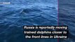 Russia Deploys Combat Dolphins Near Frontline to Defend Against Ukrainian Special Forces