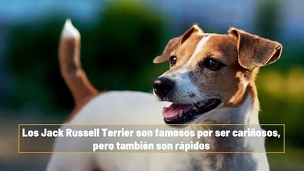 Descubre Las 5 Razas De Perro Más Rápidas Del Mundo