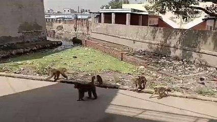 नगर: बंदरों के आतंक से आमजन भयभीत, लोग घरो में कैद, बाहर निकलना दुर्भर, देखें VIDEO