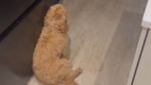 Cute dog only responds to the voice of its mum *Hilariously Wholesome Video*