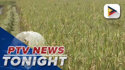 Traders buying palay at higher price