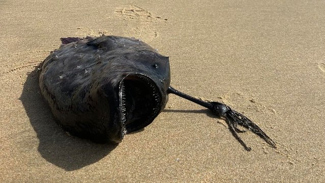 Terrifying fish with teeth from 3000ft below ocean washes up in rare sighting