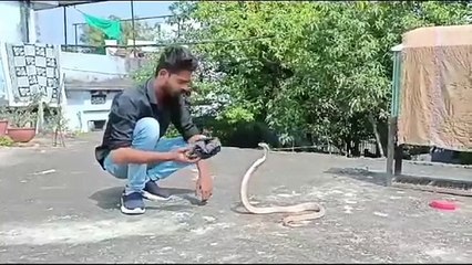 VIDEO : क्या आपने देखा है सफेद रंग का किंग कोबरा