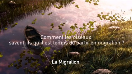 Gus, petit oiseau grand voyage