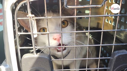 Pour essayer de sauver un chat perché sur un poteau électrique, ils décident de couper le courant à 200 foyers
