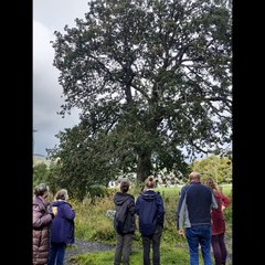 Appeal to save old oak tree in Machynlleth