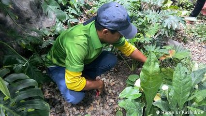 How doctors are curing sick trees in Dhaka