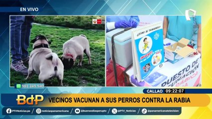 Callao: realizan campaña de vacunación contra la rabia tras muerte de mujer en Arequipa