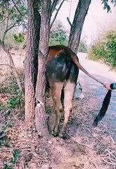 Rescue cows stuck to branches