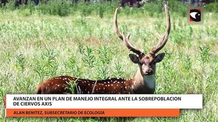 Avanzan en un plan de manejo integral ante la sobrepoblacion de ciervos axis