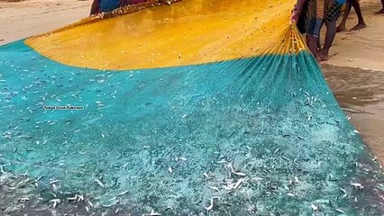 Lot of fish catch in Seashore Net Fishingtch in Seashore Net Fishing
