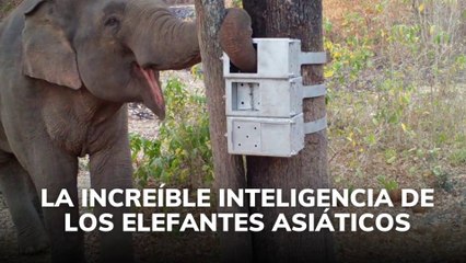 LA INCREÍBLE INTELIGENCIA DE LOS ELEFANTES ASIÁTICOS