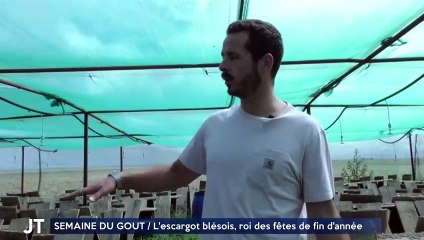 SEMAINE DU GOÛT / L'escargot blésois, roi des fêtes de fin d'année