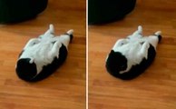 Lustiges Video: Katze trainiert hart, um den Sommer mit einem definierten Bauch zu erreichen