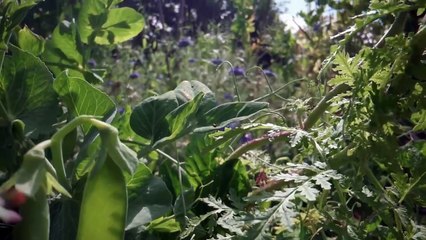 Le petit peuple du potager