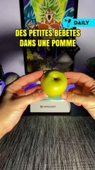 Des petits insectes dans les pommes ? 