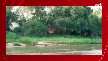 Onça-pintada se esconde do fogo e jacaré morre queimado durante incêndio em parque no Pantanal de MT