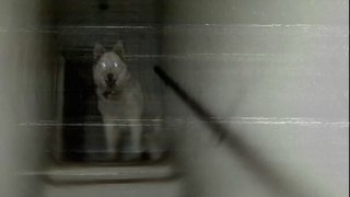 Sinister Dog That Avenges Its Owner || Creepypasta Horror Story