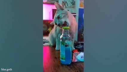 Cat - Silliest creature on earth