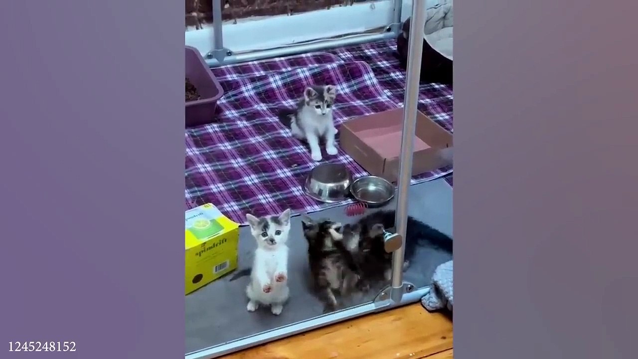 Cutest and Funniest CATS on earth!