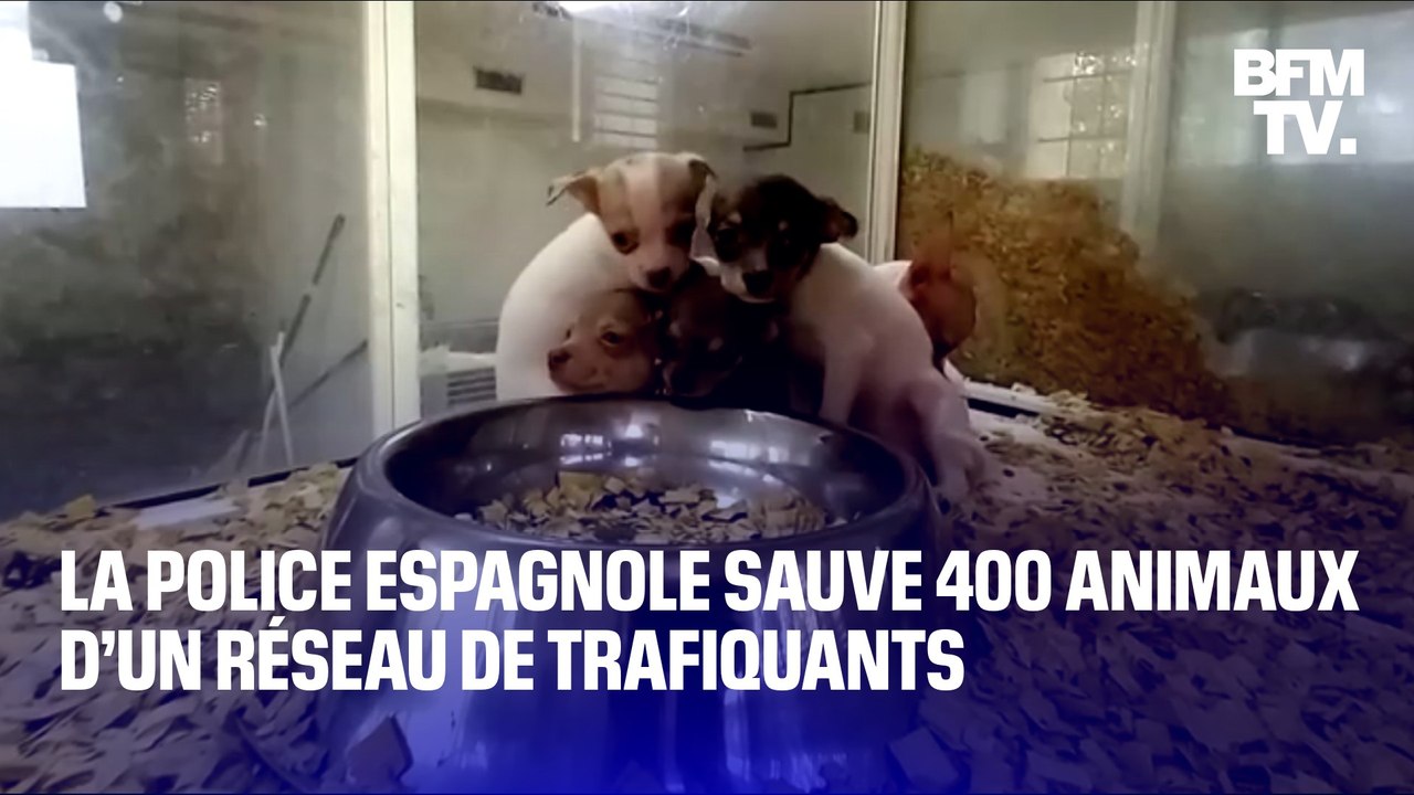 La police espagnole sauve 400 animaux d’un réseau de trafiquants